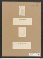 Diatomeae indet. Zeichnungen Sammlung Grunow Nr. 6436 (NHMW-BOT-W0375121)